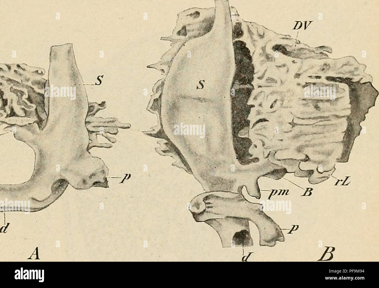 . The development of the human body : a manual of human embryology. Embryology; Embryo, Non-Mammalian. THE LIVER 3°7 of a horizontal shelf, the septum transversum (see p. 318), attached to the ventral wall of the body. This solid mass (Fig. 188, L) forms the beginning of the liver proper, while the lower portion of the groove, which remains hollow, represents the future gall-bladder (Fig. 188, B). Constrictions appearing between the intestine and both the hepatic and cystic portions of the organ gradually separate these from the intestine, until they are united to it only by a stalk which repr Stock Photo