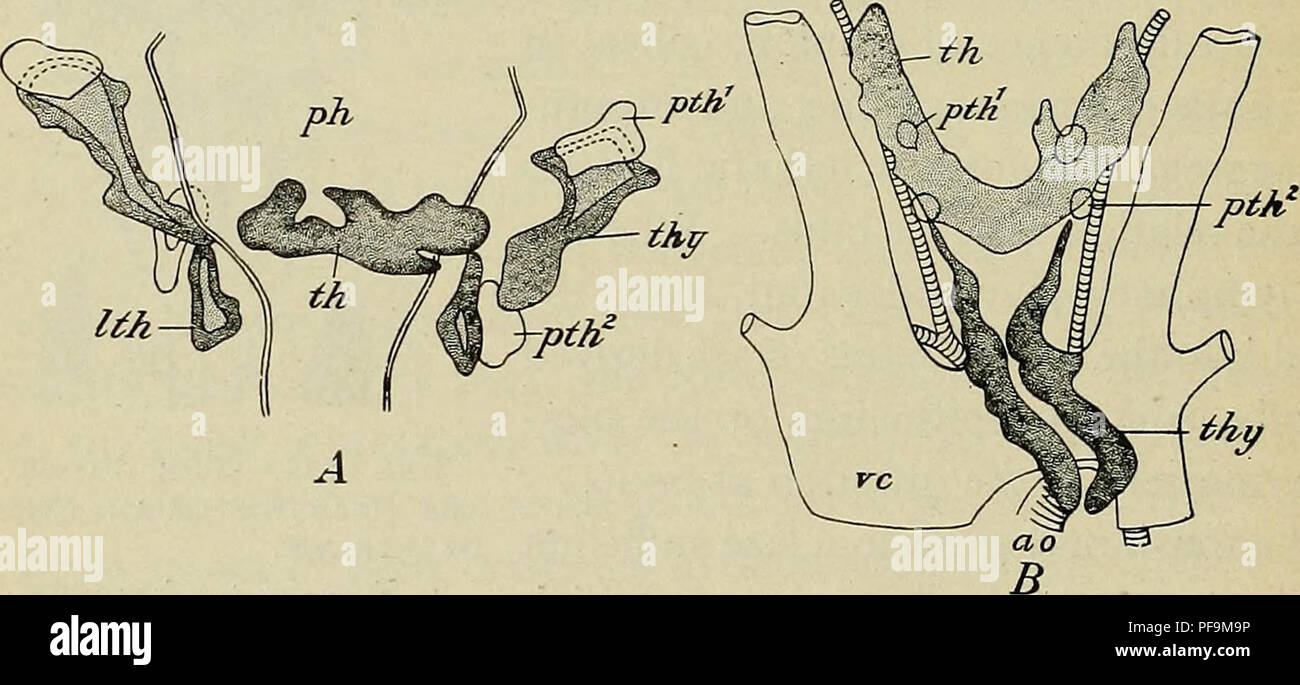 The Development Of The Human Body A Manual Of Human Embryology Embryology Embryo Non Mammalian 296 The Branchial Epithelial Bodies Tion Of The Thyreoid Body It Is Situated Immediately Behind The