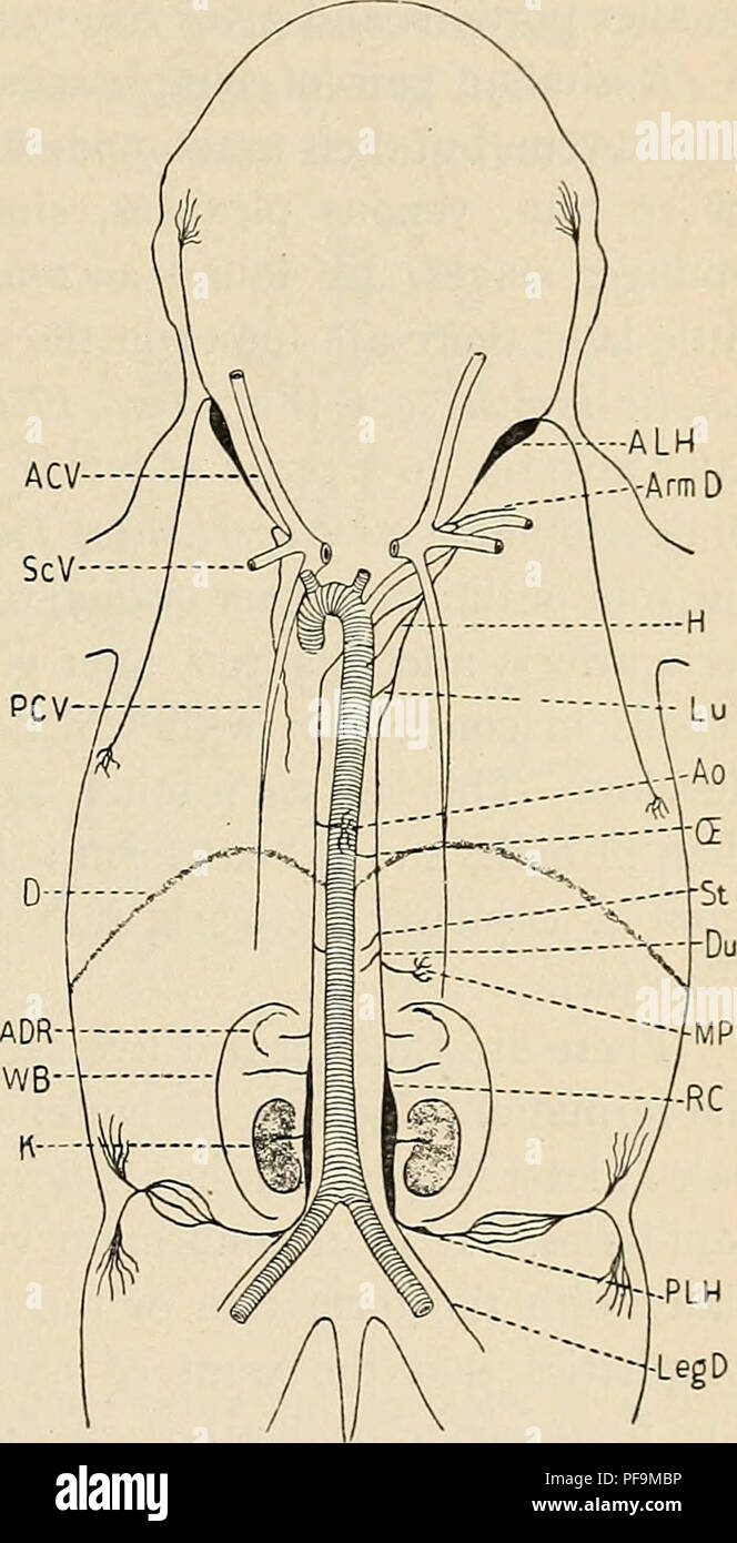 The development of the human body : a manual of human embryology.  Embryology; Embryo, Non-Mammalian. Fig. 164.—Diagrams showing the  Arrangement of the Lymphatic Vessels in Pig Embryos of (4) 20 mm.