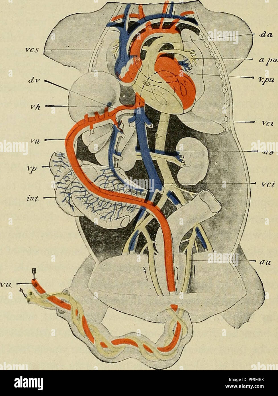 Fetal circulation hi-res stock photography and images - Alamy