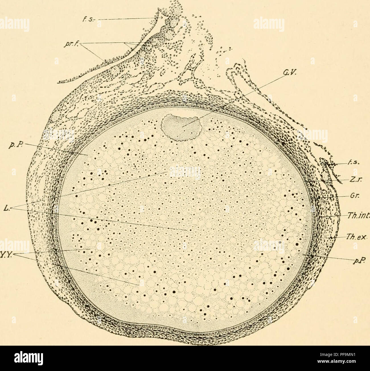 . The development of the chick; an introduction to embryology. Birds -- Embryology. 28 THE DEVELOPMENT OF THE CHICK Although the nuculeus (germinal vesicle of authors) may be excentric in position in the youngest ovocytes, it always occupies an approximately central position in those slightly older. The nucleus increases in size with the growth of the cell-body; in the youngest ovocytes its diameter is about 9 /x. and. Fig. 7. — Section of an ovarian ovum of the pigeon; drawn from a prepara- tion of Mr. J. T. Patterson. The actual dimensions of the ovum are 1.44 X 1.25 mm. f. s., Stalk of foll Stock Photo