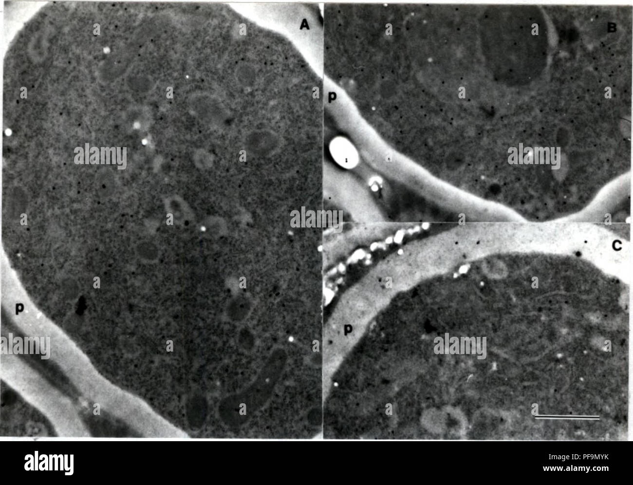 . Development of cytochemical methods for the study of ascospore wall biogenesis and maturation. Ascomycetes; Ascospores; Fungi. '^. 104 &lt;::.. ^jH i Figure 5.6. LFA labeling on A. sphaerospora. A) on an ascospore (1/80 lectin dilution); B) on an ascospore (1/40 lectin dilution); C) sugar negative control (1/80 lectin dilution) on an ascospore. Con A Con A labeling on A. sphaerospora was different than for the previous lectins. In this case the lectin labeled the ascospore walls strongly (fig. 5.8 A-C) and an inner layer of vegetative cell walls or the plasma membrane of these cells (fig. 5. Stock Photo