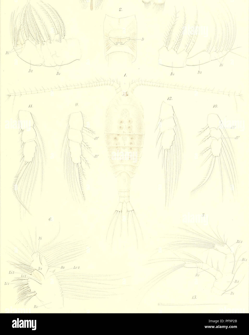 This work by Otto Schmeil provides a comprehensive description of ...