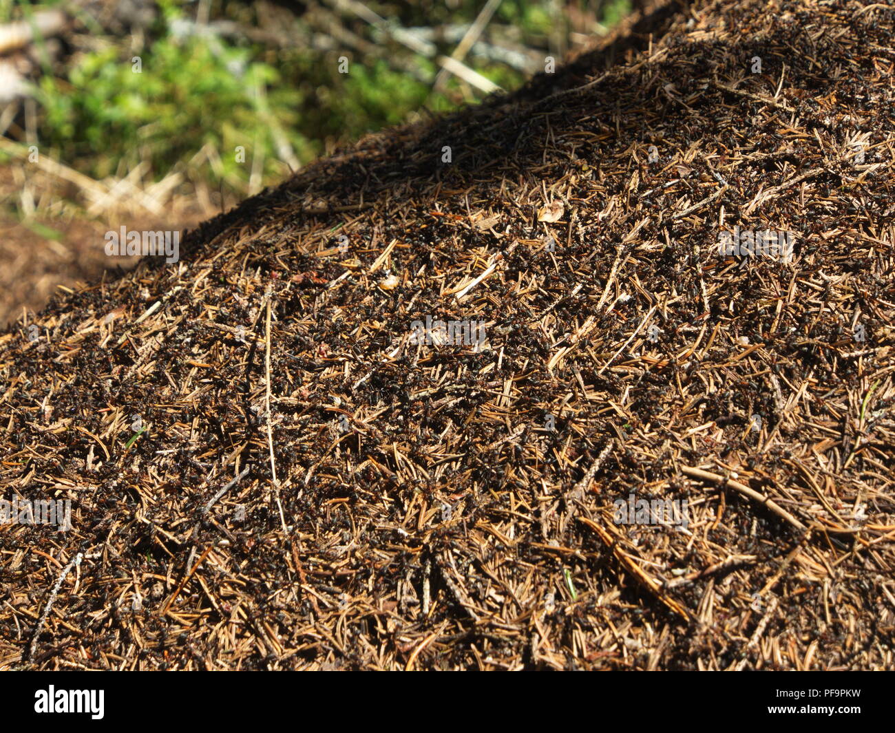 Colony big red ant in hi res stock photography and images Alamy Colony big red ant in hi res stock photography and images Alamy