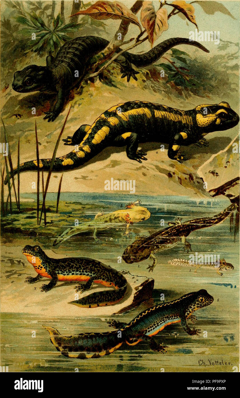. Deutschlands Amphibien und Reptilien. 6 Taf.V.. ö.No1^tler. Feuer-Salamander (Salamandra maculosa); 1-3 Larven, 4. erwacjisen. 5. Alpen-Salamander (Sal. atra). 6. Männchen und 7. Weibchen des Bergmolchs (Triton alpestris) im Hochzeitkleid.. Please note that these images are extracted from scanned page images that may have been digitally enhanced for readability - coloration and appearance of these illustrations may not perfectly resemble the original work.. DÃ¼rigen, Bruno, 185. Magdeburg Stock Photo