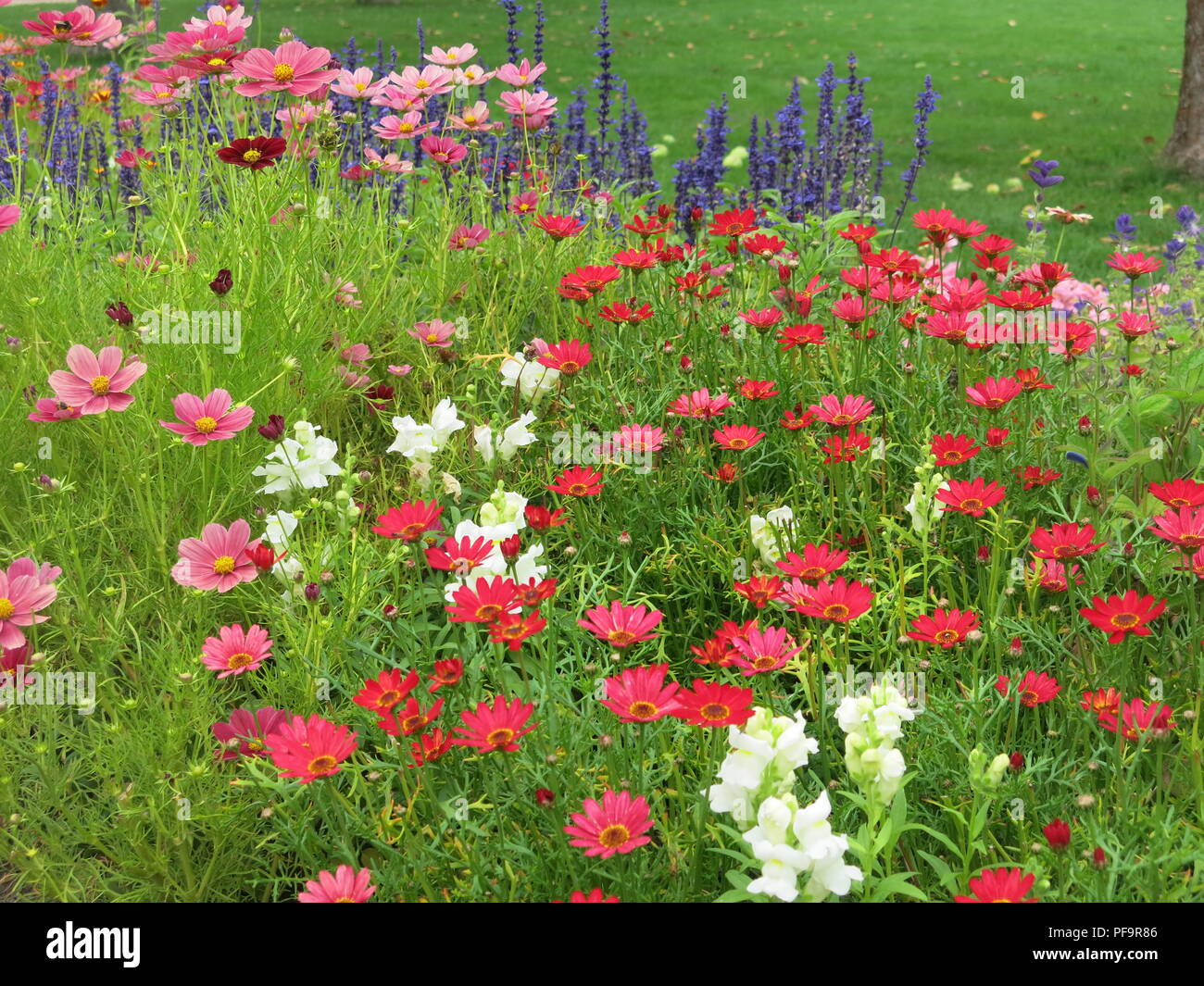 A very colourful border of herbaceous perennials and bedding plants in full bloom at Baddesley Clinton, a National Trust property in Warwickshire. Stock Photo