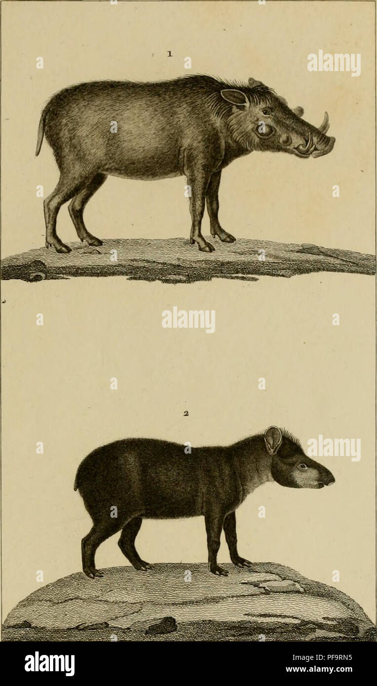 O Tapir High Resolution Stock Photography And Images Alamy