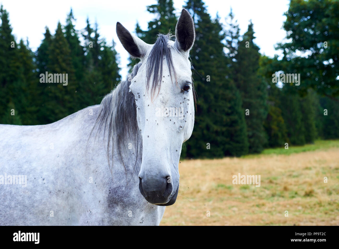 Horse with lots of flies on face and eyes on grazing. Horse suffering ...