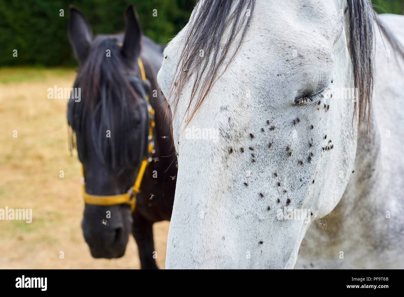 Horse with lots of flies on face and eyes on grazing. Horse suffering swarm of insects about
