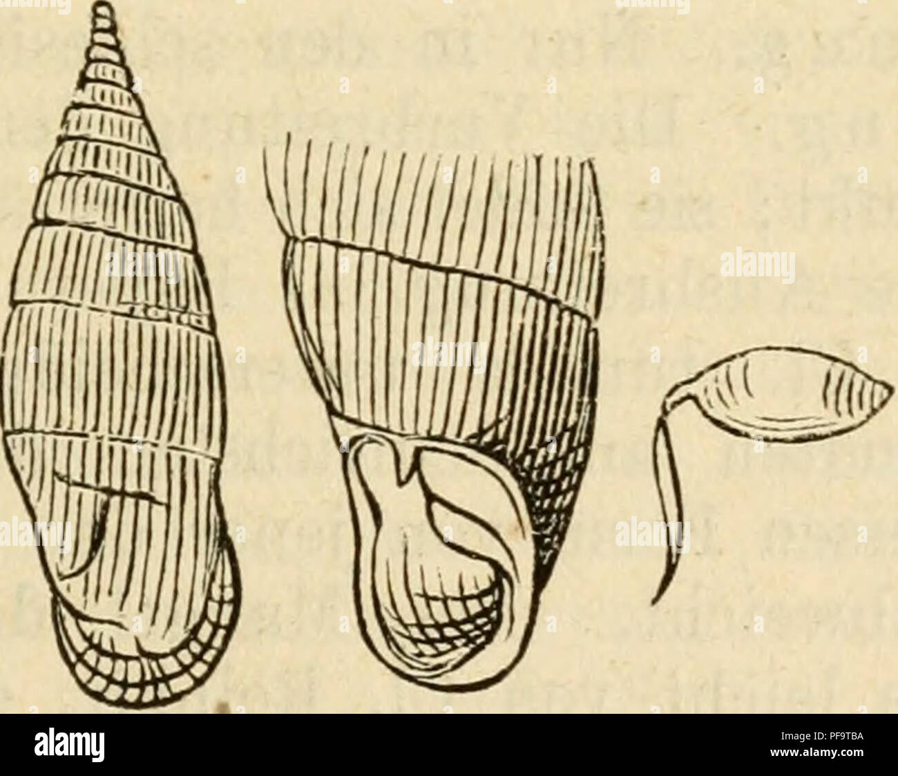. Deutsche excursions-mollusken-fauna. Mollusks. 251 mit den südlicher Gelegenen. — Gl. Rolphii unterscheidet sich von Gl. ventricosa durch ihre geringe Grösse, den schärfer hervortretenden und besser abgegrenzten Nacken- kamm , durch die von ihrer höchsten Spitze nach unten rascher abfallende Spirallamelle, durch den mehr gedrehten Stiel des Clausiliums; die Mündung ist mehr viereckig- rundlich. Die übrigen Unterschiede, die A. Schmidt hervor- hebt, sind weniger deutlich und leicht zu erkennen. 11. Clausilia tumida. Ziegler. Clausilia tuniiäa, Ziegler, in Küster, Chemnitz ed. 2. Gen. Claus, p Stock Photo