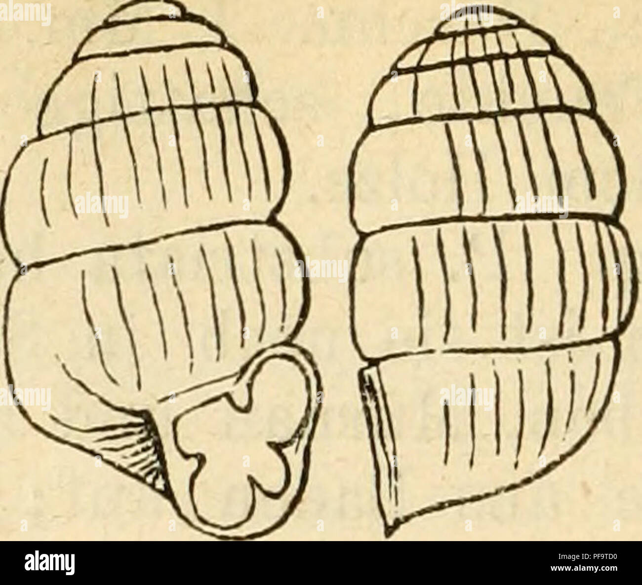 . Deutsche excursionsmolluskenfauna. Mollusks. 220 Fig. 125.. P