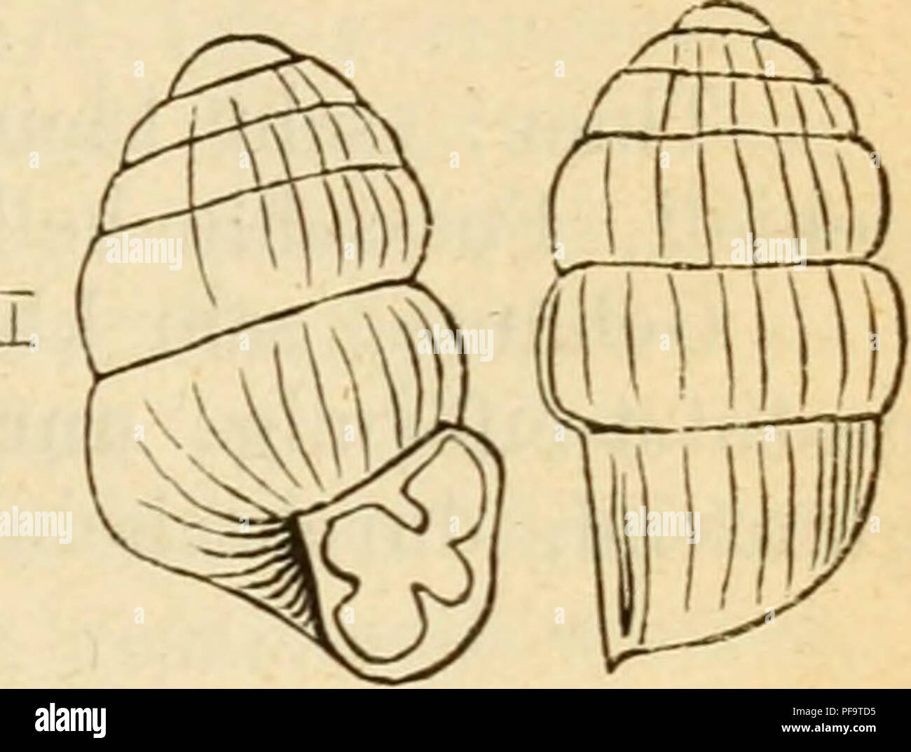Pupaeform Shell This work describes the mollusk species found in Germany, focusing on ...