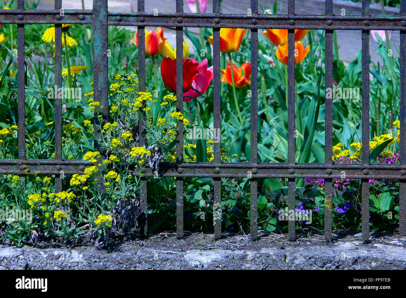 Cottage garden with colorful flowers and tulips during springtime in the Alpine Upland, Allgäu, Bavaria. Stock Photo