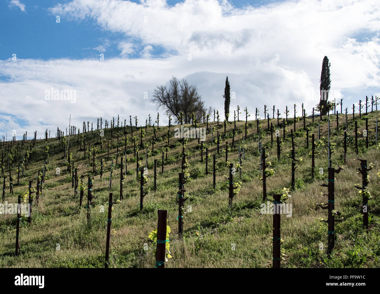 Looking up a hill in the vineyard in a Temecula vineyard in the California Wine Country Stock Photo