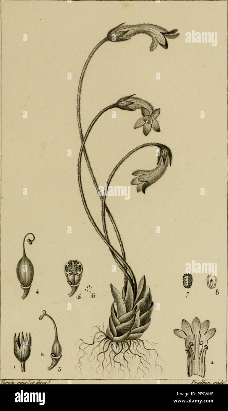 This dictionary provides comprehensive explanations of natural science subjects, focusing on botany and the specific plant genus Orobanches, which includes parasitic plants. It offers a detailed look at the plant kingdom and its relation to other natural sciences. Stock Photo