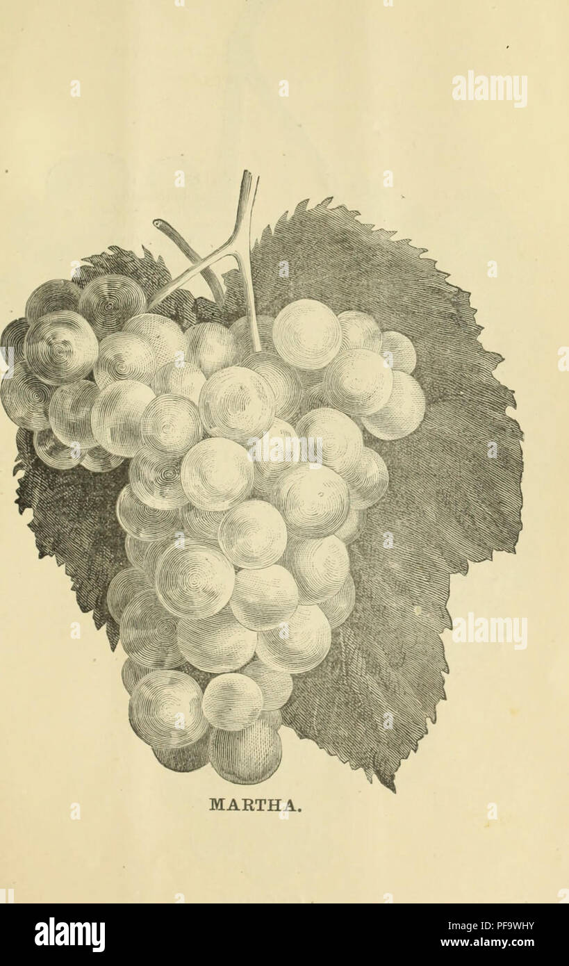This catalog provides detailed descriptions of hardy grape vines, small fruits, and ornamental plants, including care instructions and planting tips. It is a valuable resource for gardeners and horticulturists looking to cultivate a variety of plants, from grapes to ornamental species. Stock Photo