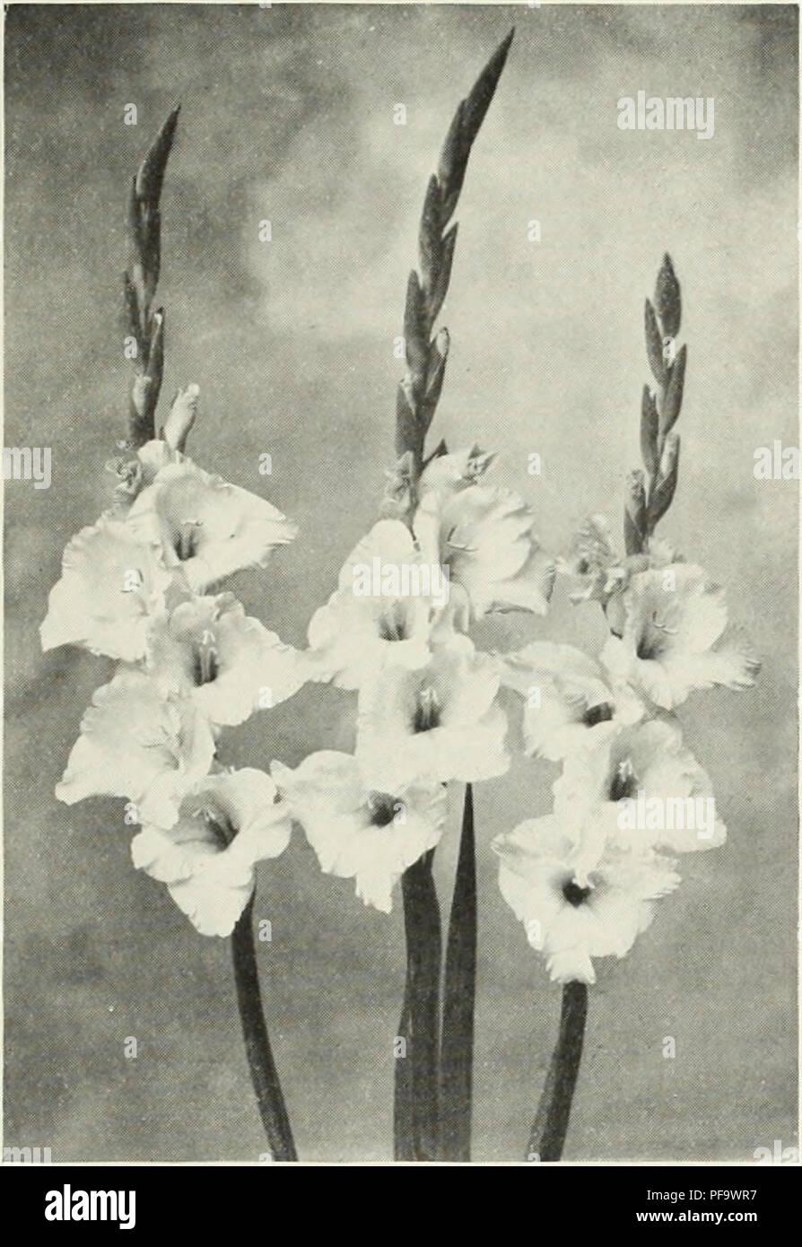 . Descriptive list : gladiolus and delphiniums. Nurseries (Horticulture) Vermont Burlington Catalogs; Nursery stock Vermont Burlington Catalogs; Bulbs (Plants) Vermont Burlington Catalogs; Gladiolus Vermont Burlington Catalogs; Delphinium Vermont Burlington Catalogs. Small Bulbs of the Cheaper Varieties Would Make Some Beginner Happy. Annie Laurie PRIMULINUS VARIETIES These constitute a distinct type of gladiolus in that in most of them the upper petal hangs down forming more or less of a hood. The stems are usually more slender and the flowers smaller than in the others so that they make a li Stock Photo