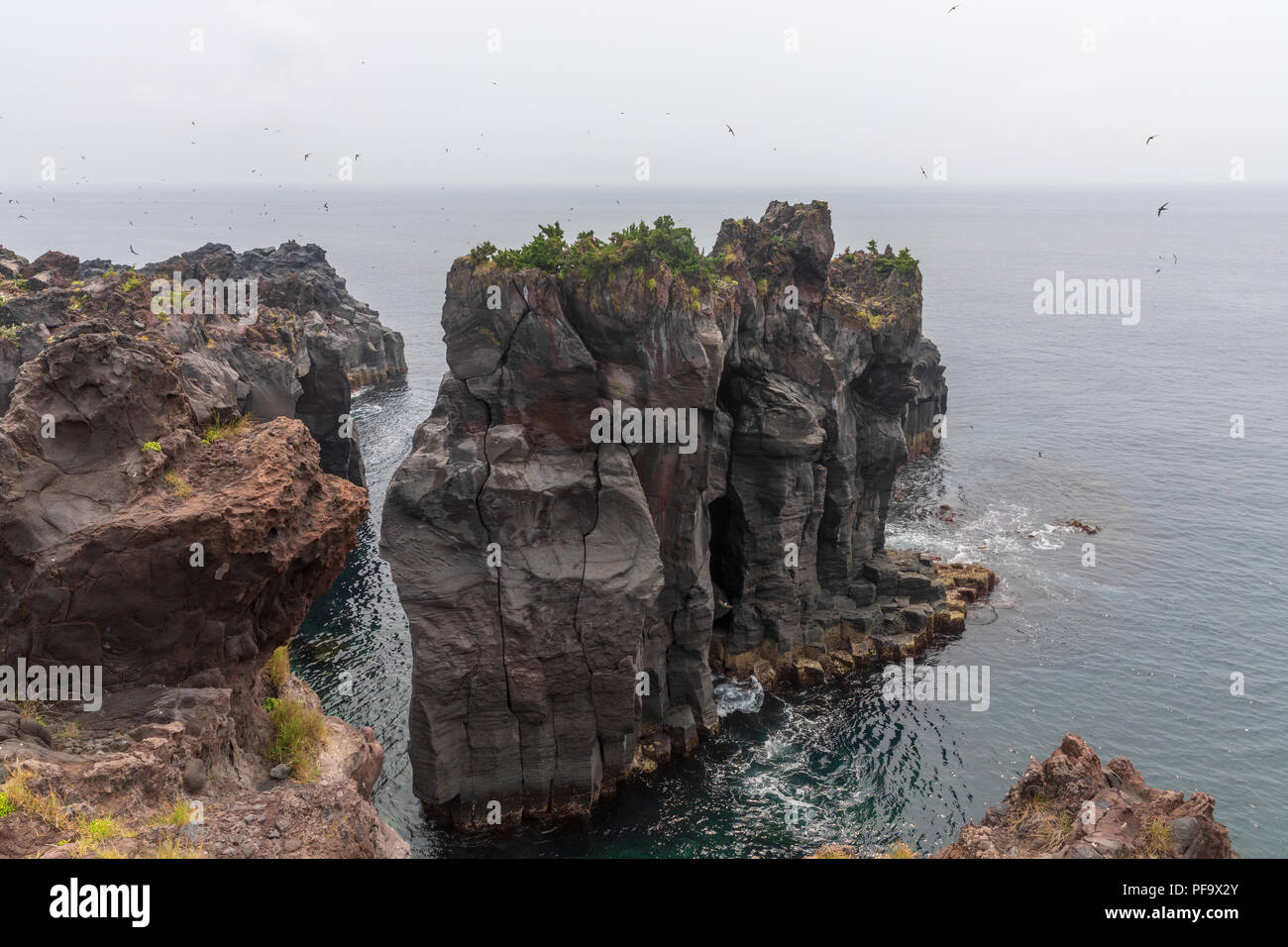 Pacific swifts (Apus pacificus) at Jogasaki Coast, Shizuoka Prefecture ...