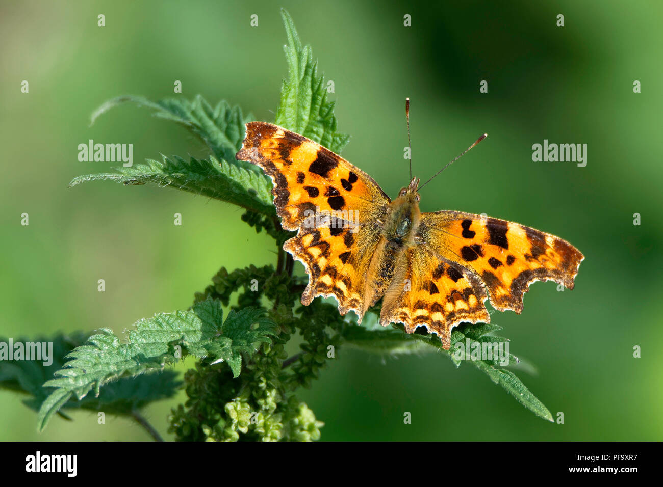 Comma butterfly on nettle plant Stock Photo