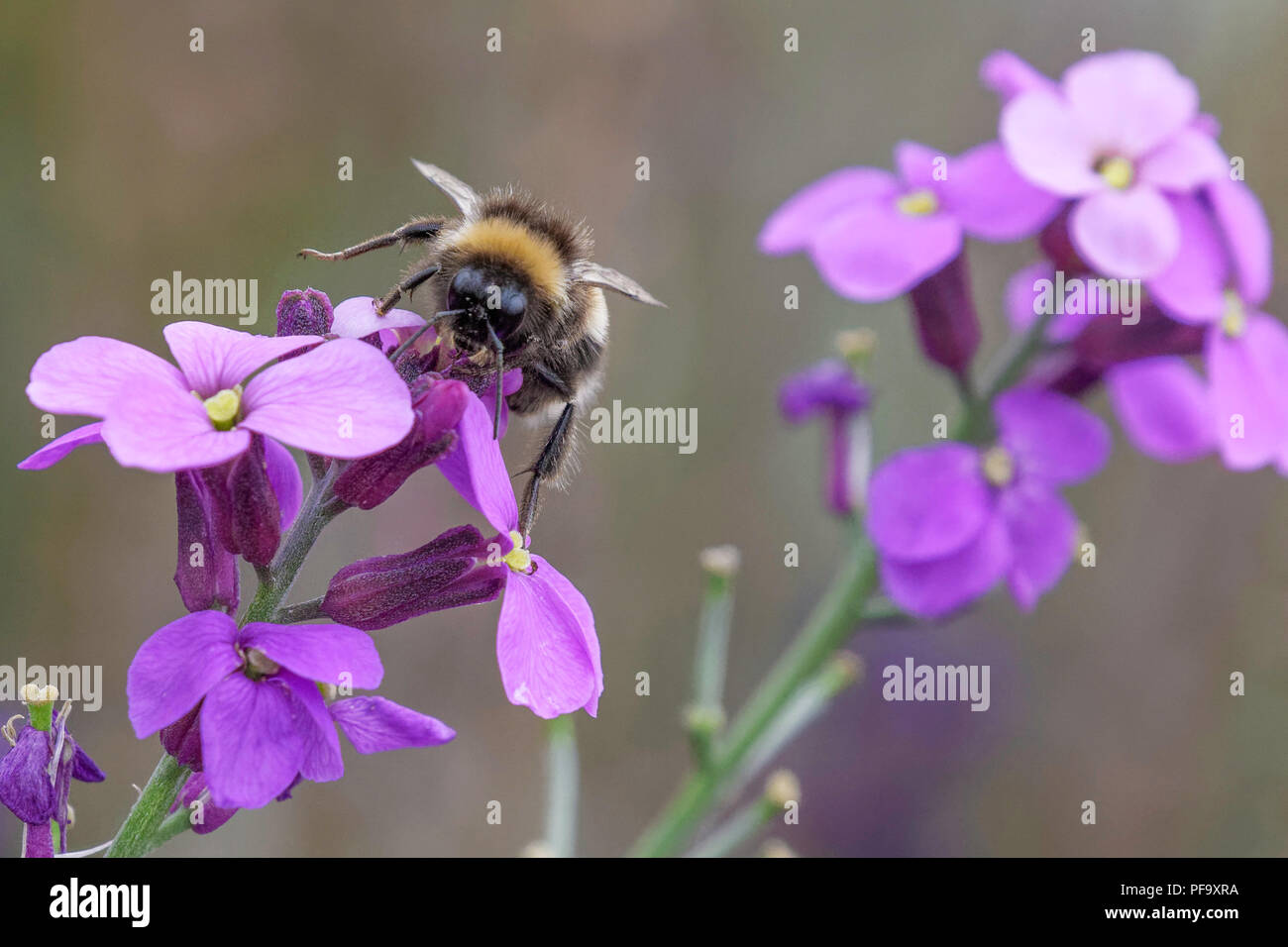 Bumble bee feeding on Erysimum flowers Stock Photo