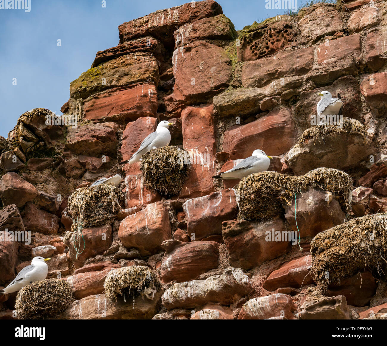 Kittiwakes, Rissa tridactyla, sitting on nests in ruined wall of Dunbar Castle, Dunbar, East Lothian, Scotland, UK Stock Photo