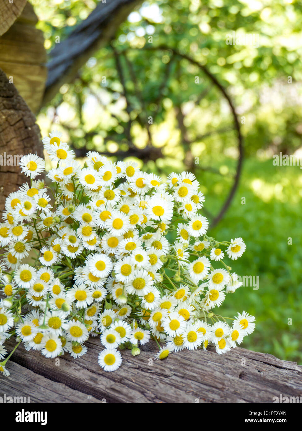 Daisy white yellow-eye flowers on the summer blurred rustic garden vertical background Stock Photo