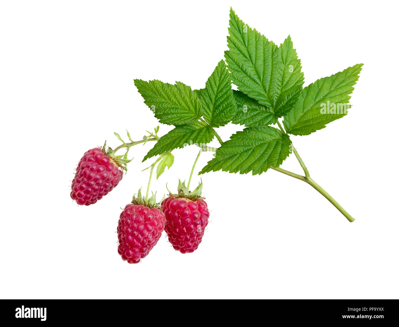 Raspberries and leaves branch isolated on white. Three dangling red berries. Stock Photo