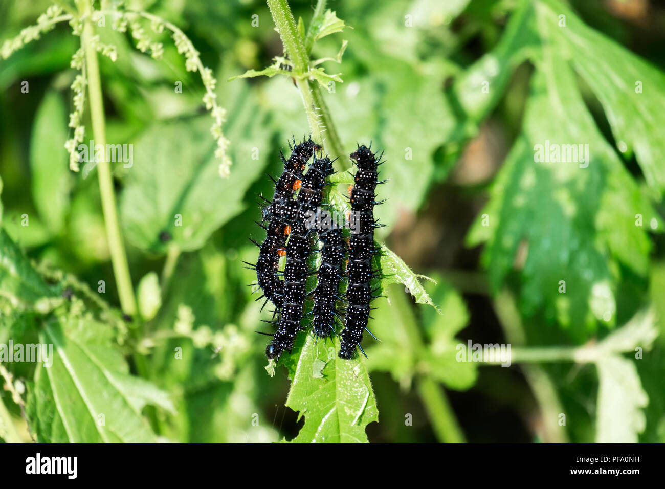 Caterpillars of a peacock butterfly greedily eat nettle leaves (Aglais