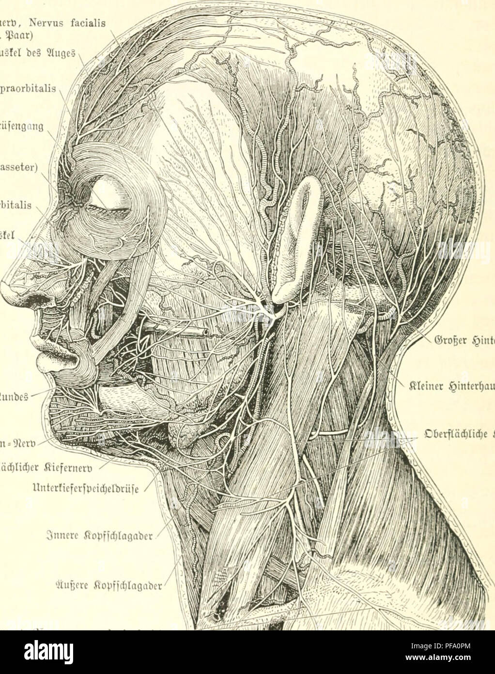 Human Biology And Anatomy