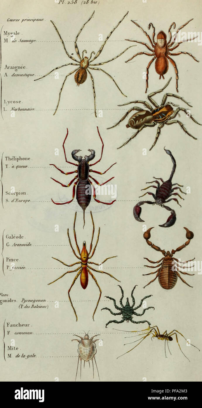 Dictionnaire Pittoresque D Histoire Naturelle Et Des Phenomenes De La Nature 3 I 3 O Fd S Scorpion S Di Urofie A Galeo Amp E G Slrantoide Pince P F As Cite 4 E Tant Dictionnaire Pittoresque D Histoire Naturelle Et Des Phenomenes De La Nature 3 I 3 O Fd S Scorpion S Di Urofie A Galeo Amp E G Slrantoide Pince P F As Cite 4 E Tant