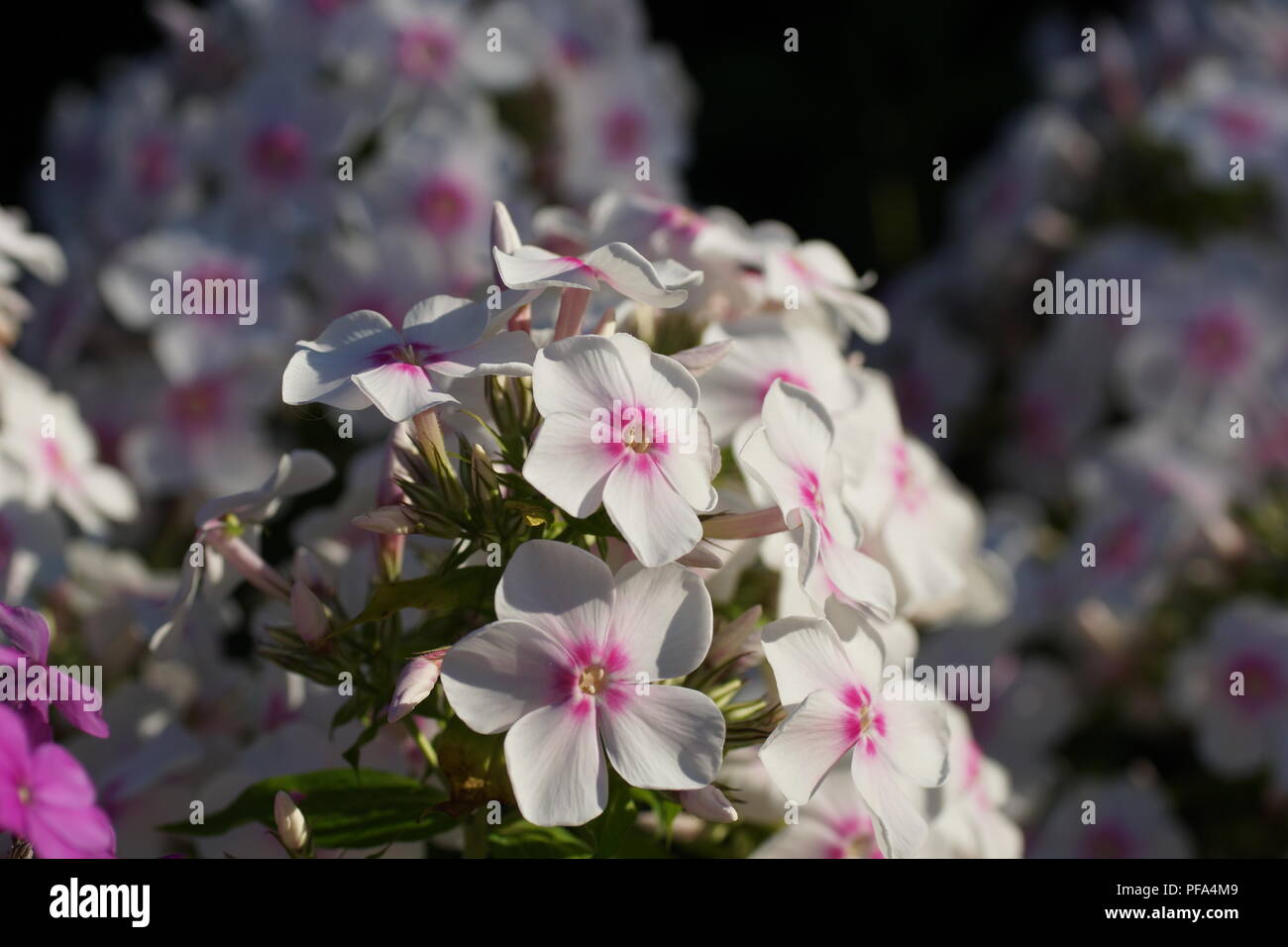 Phlox paniculata, fall phlox, garden phlox, perennial phlox or summer phlox Stock Photo