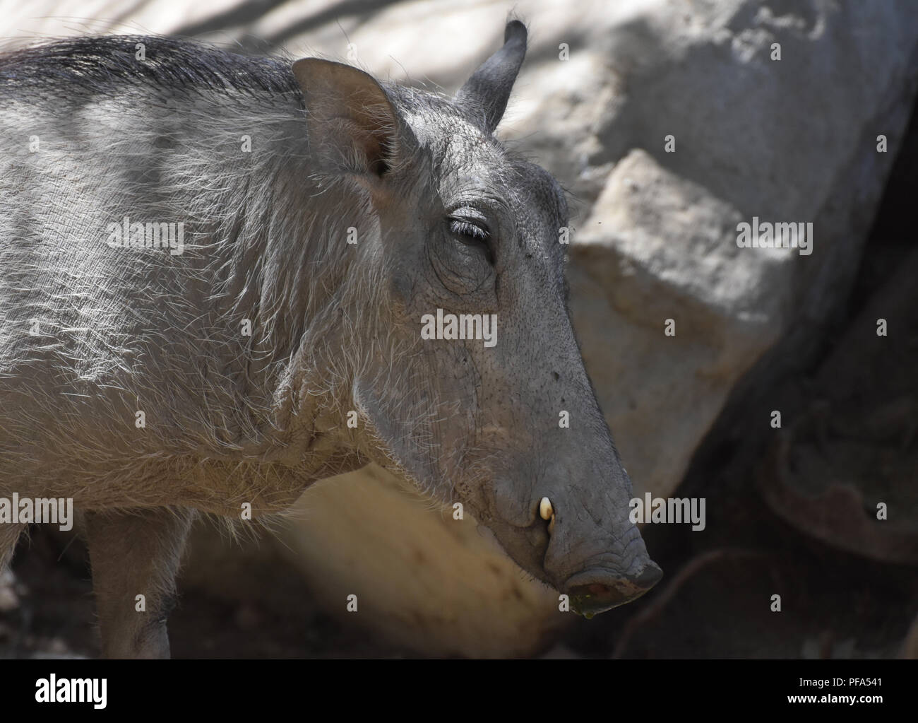 Warthog with his eyes slightly closed in the sun Stock Photo Alamy