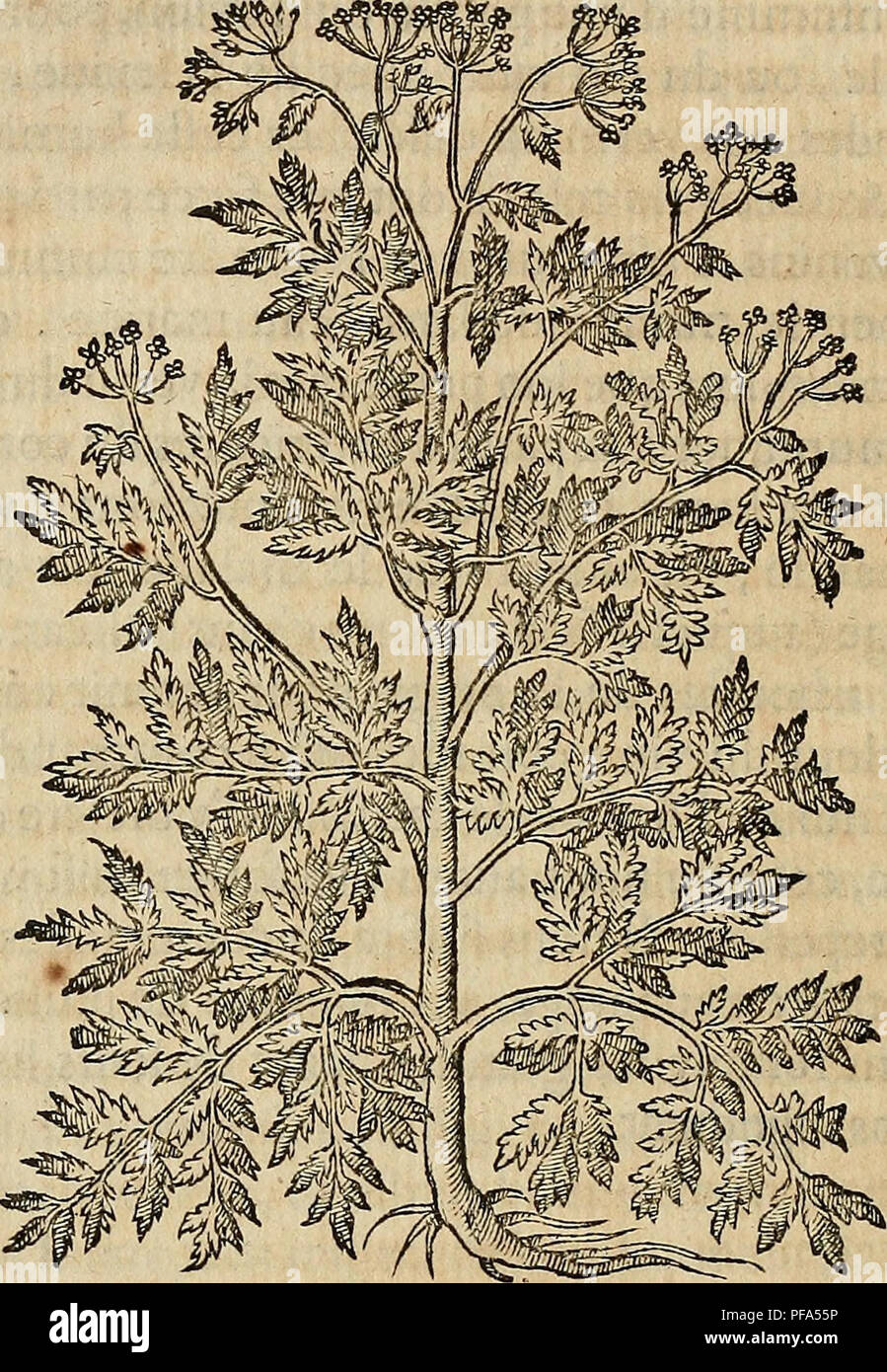 Vendenum This text discusses the properties and effects of poisonous animals ...