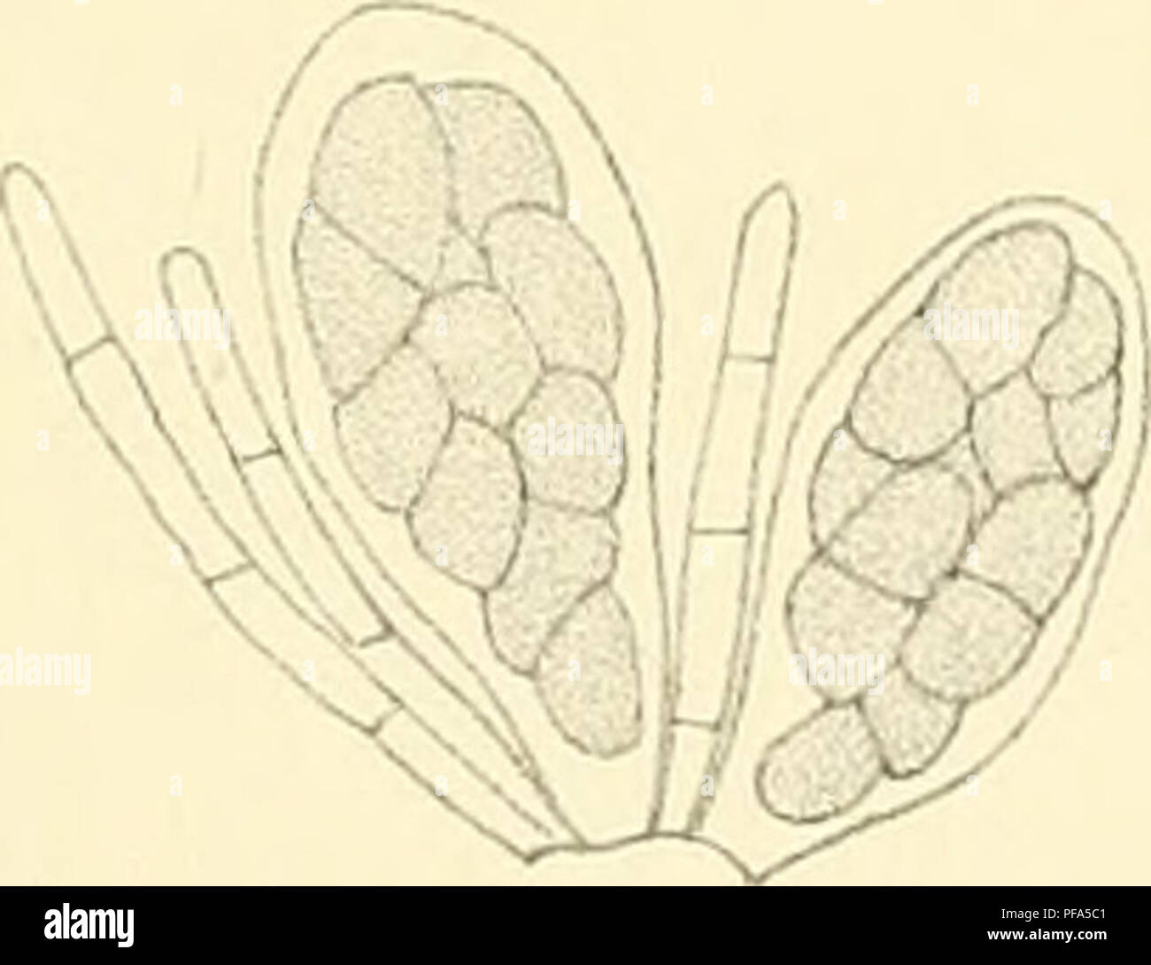 This work examines diseases affecting sugarcane in Java, excluding ...