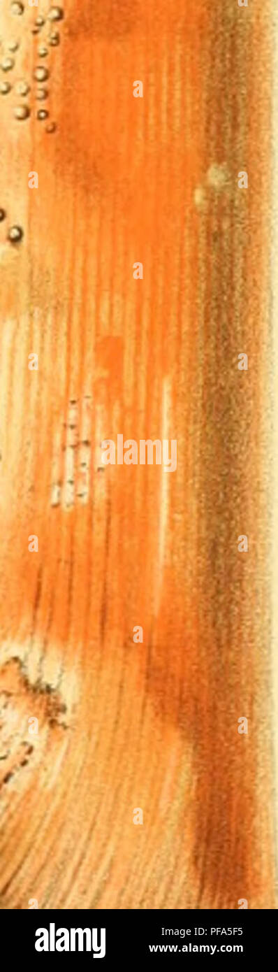 Plant pathology sugarcane hi-res stock photography and images - Alamy