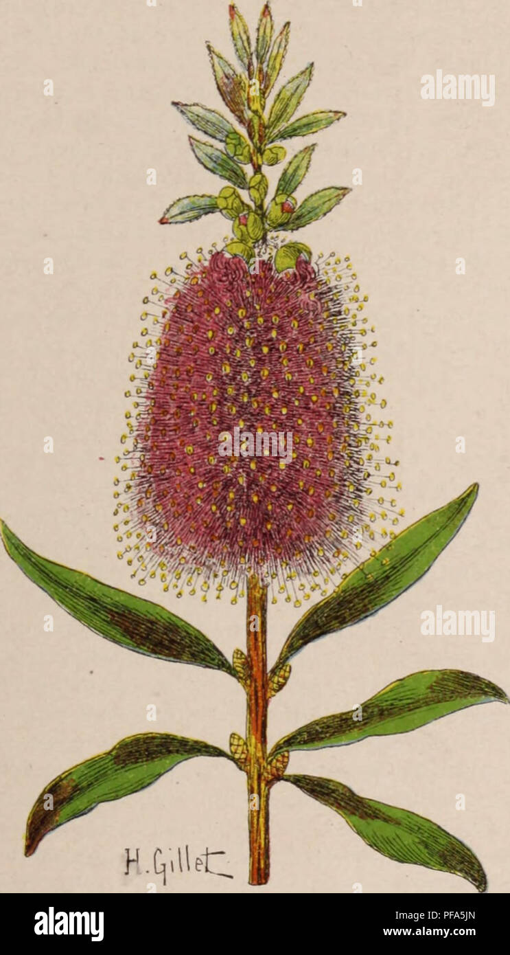 . Dictionnaire d'horticulture illustrÃ© / par D. Bois  prÃ©face de Maxime Cornu  avec la collaboration de E. AndrÃ© ... [et al.].. Horticulture; Dictionaries.. CALLICOMA. â 233 â CALLISTEMON. corolle, de 8-10 Ã©tam. hypÃ´gynes, d'un ovaire velu, 2, rarement 3-loculaire. pluriovulÃ© ; ces Heurs groupÃ©es en capitule dense, entourÃ© Ã la base de bractÃ©oles simulant un involucre. Or- nement des serres froides ; pleine terre dans le midi de la France. Multipl. par boutures. Calliglosm. Voir Layia. CALLIGONUM L. (PolygonÃ©es-EapolygonÃ©es.) Arbriss. rameux des terrains dÃ©sertiques de l'Afrique bo Stock Photo