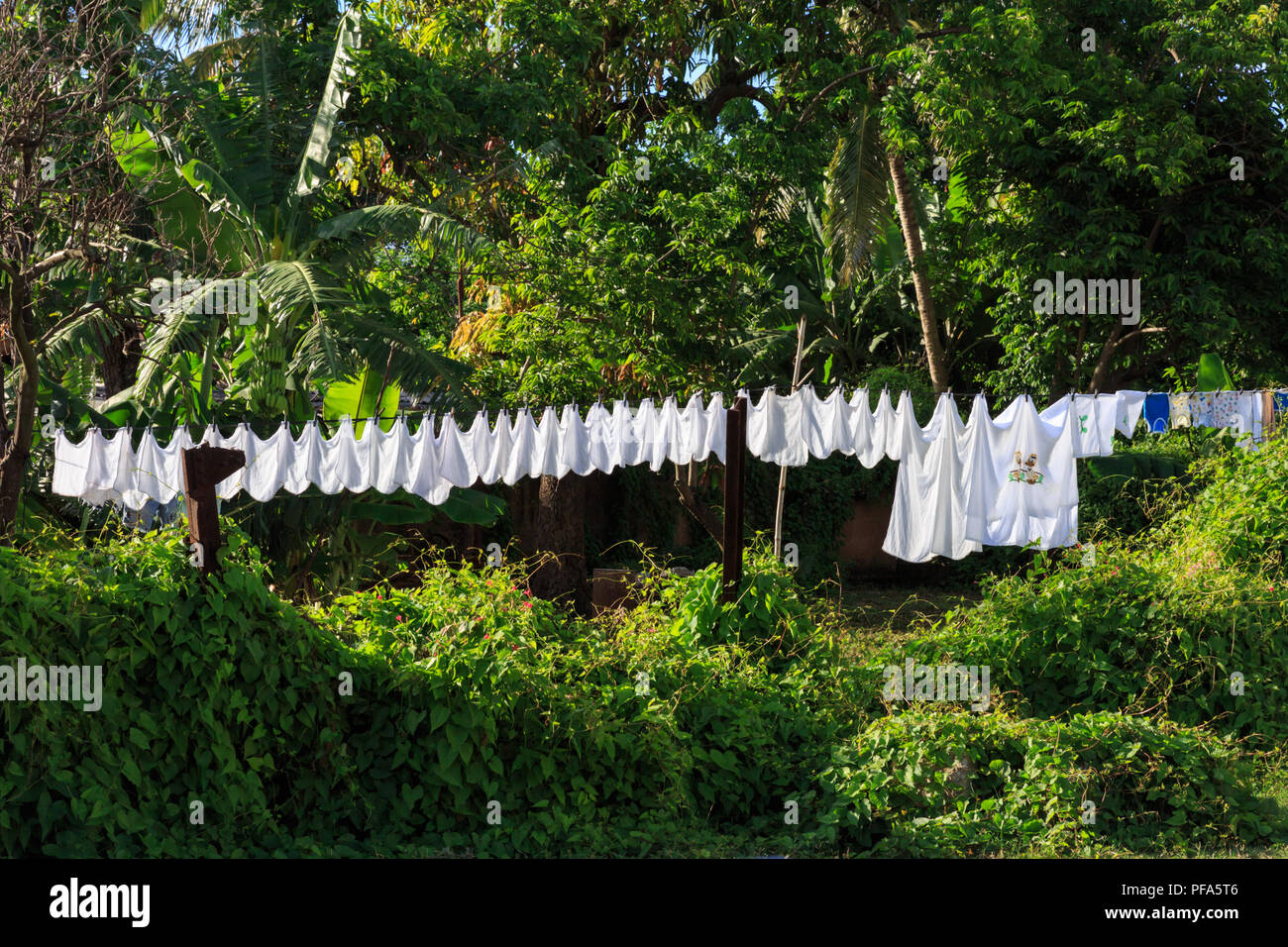 Washing line with white clothes and cotton towels, hanging laundry outside in green garden, rural Cuba Stock Photo