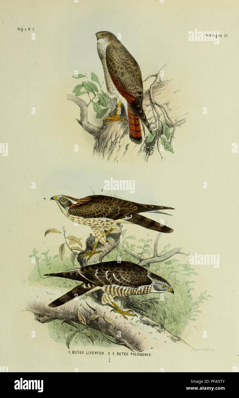 . De vogels van nederlandsche Indie?. . Please note that these images are extracted from scanned page images that may have been digitally enhanced for readability - coloration and appearance of these illustrations may not perfectly resemble the original work.. Schlegel, H. (Hermann), 1804-1884. Leiden, etc. Stock Photo