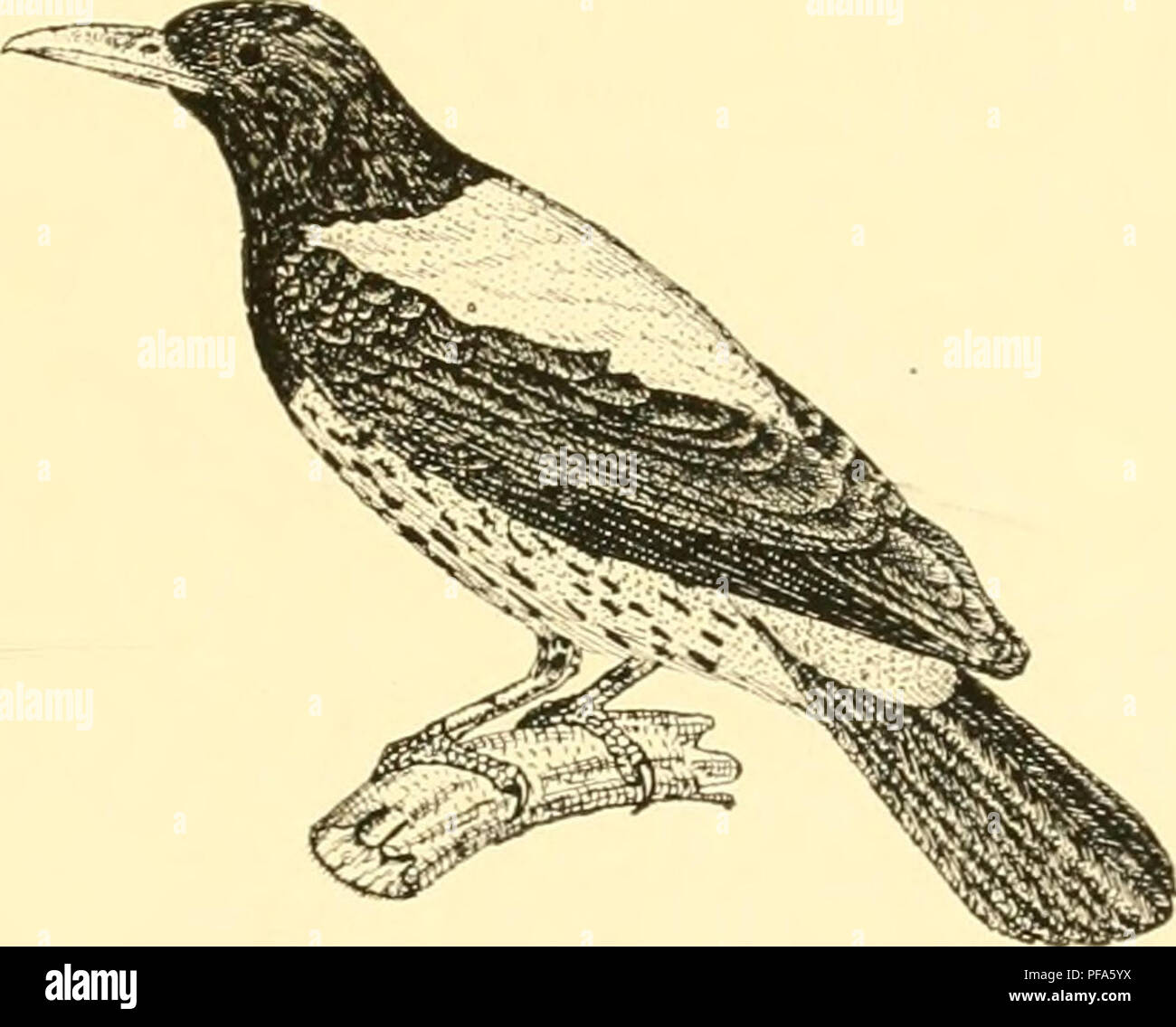 This work provides a detailed account of the birds of Java and their ...