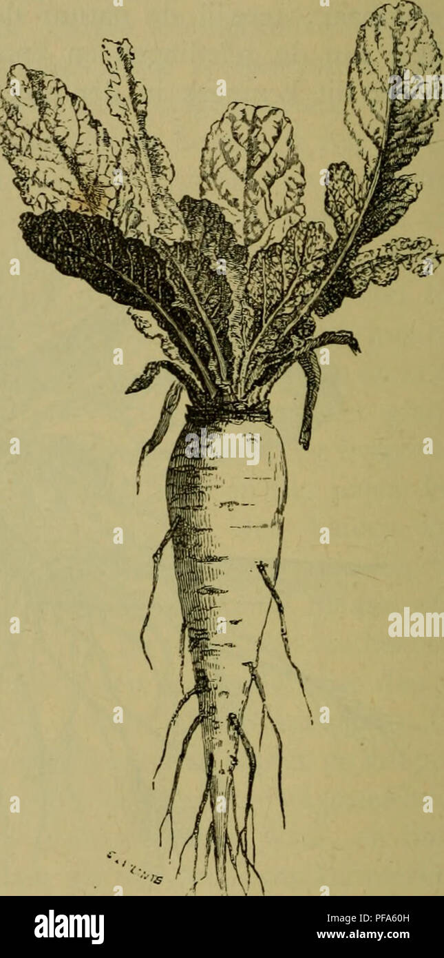 strelen Met bloed bevlekt Lee De voeding der planten. Plants. Penwortel. Vleezige wortel van de raap  (Bras- sica Rapa). bijwortels. Deze kunnen takken van den hoofdwortel zijn,  of hun oorsprong uit den stengel of zijne takken