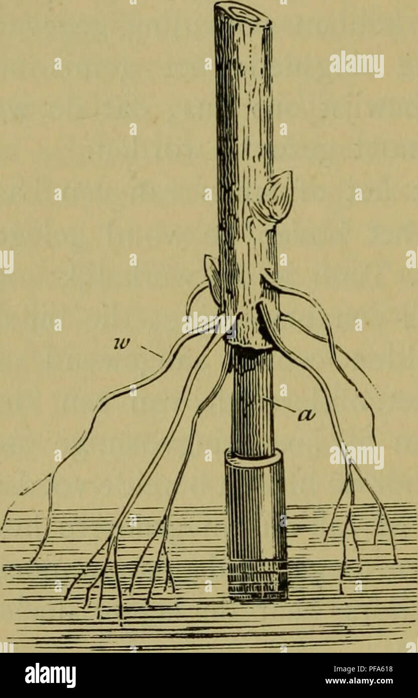 Shaping Roots This work discusses the nutritional processes of plants, specifically ...
