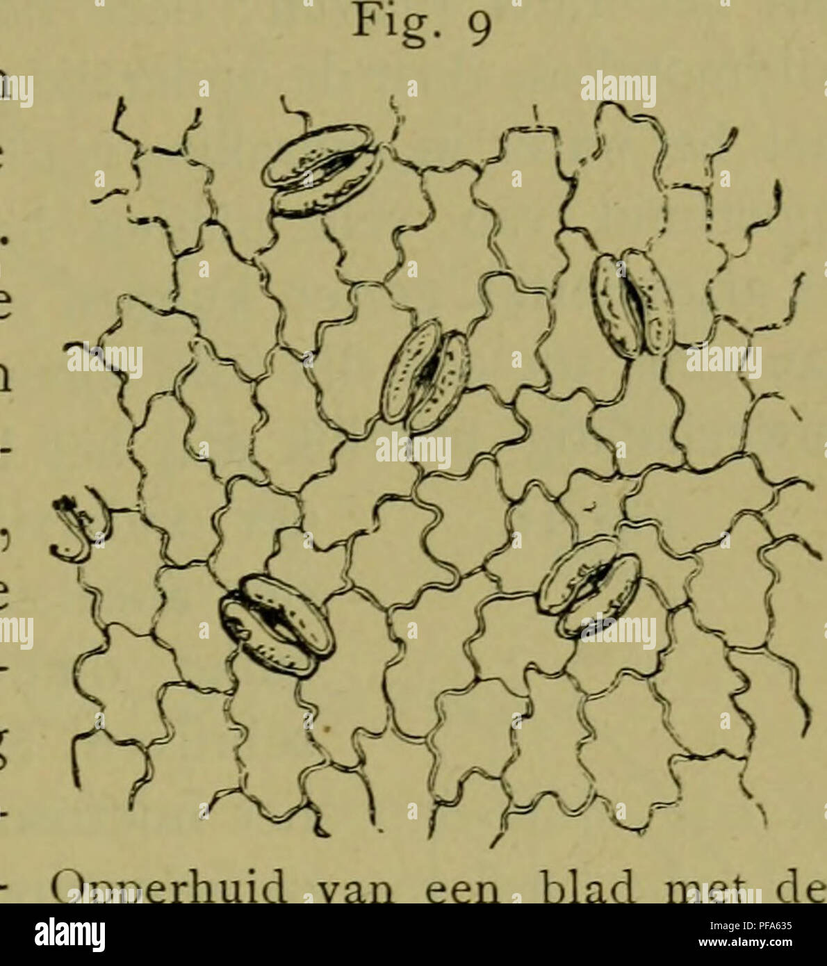 This work discusses the structure and functions of plant leaves, detailing  their role in photosynthesis and the overall life cycle of plants, offering  insights into plant physiology and growth Stock Photo -, image size:1190x1390