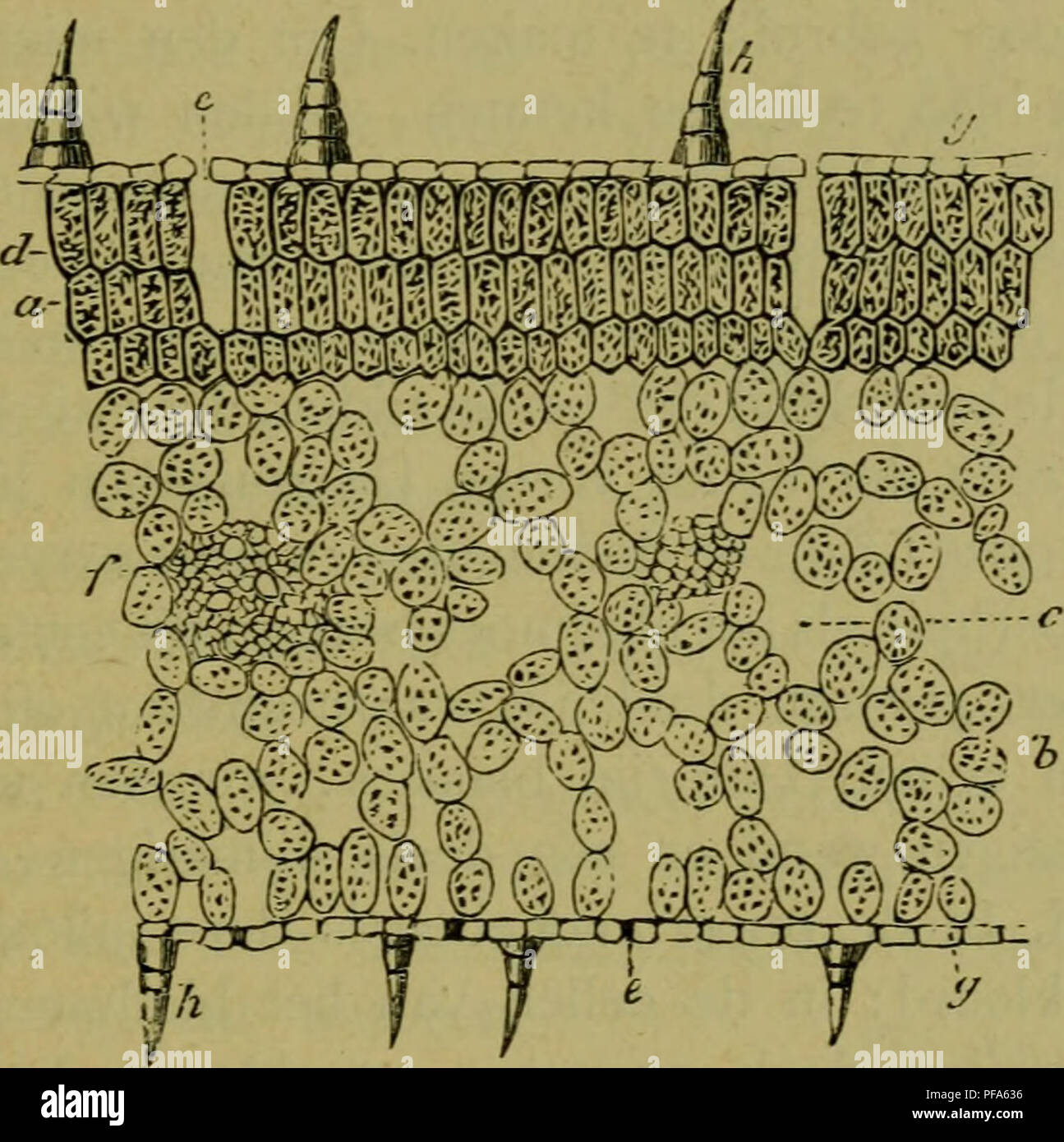 PV CP 2: Samenvatting van Weefsels en Cellen in Organismen - Studocu, image size:1295x1390