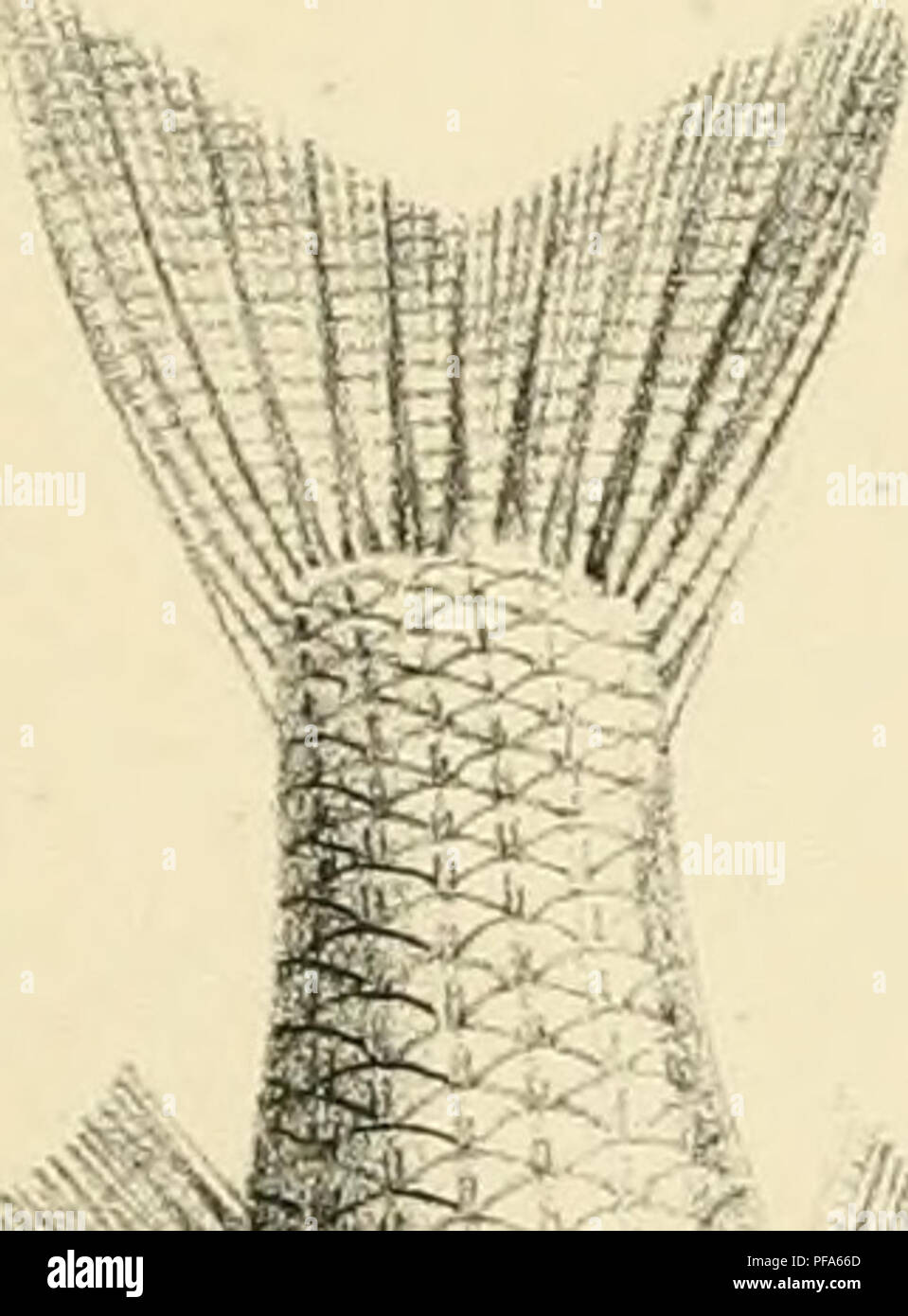 This illustration focuses on various fish species, depicted in a ...