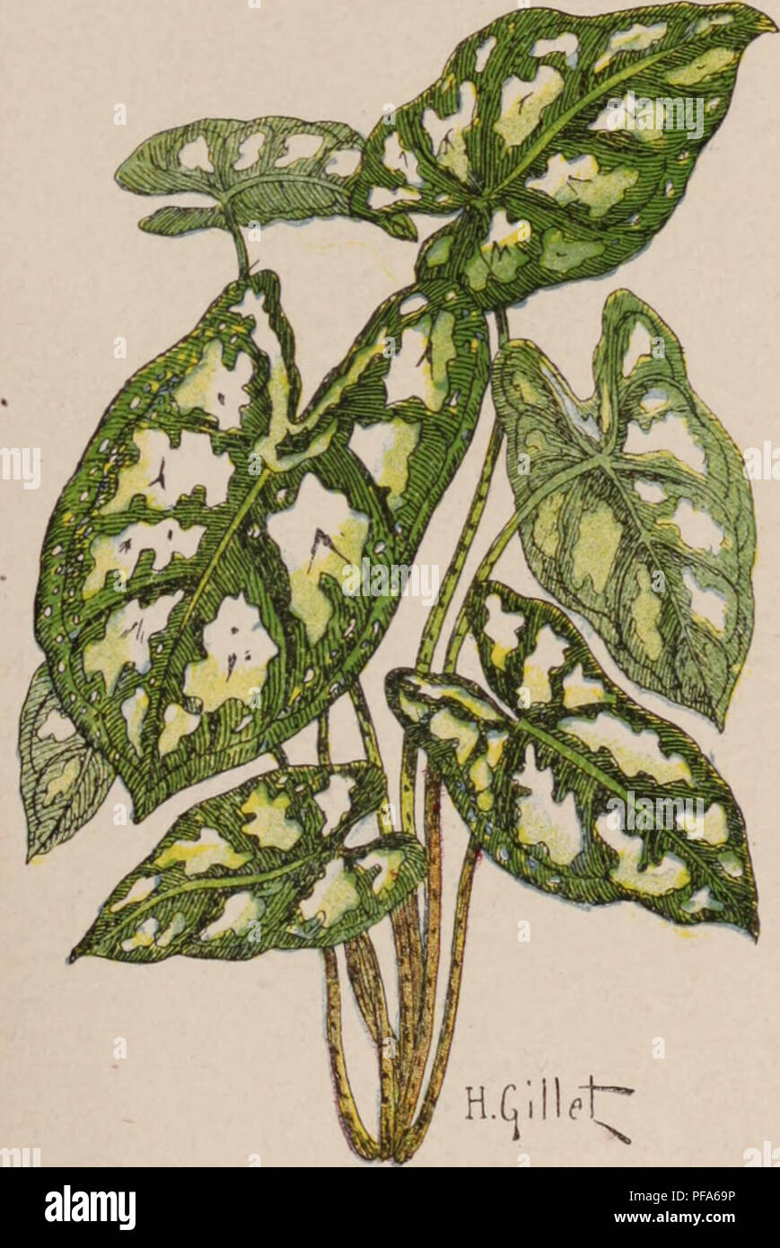 Page 12 - Ovules High Resolution Stock Photography and Images - Alamy