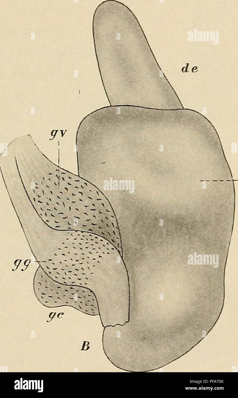 . The development of the human body : a manual of human embryology. Embryology; Embryo, Non-Mammalian. -rsc Fig. 255.—Reconstruction of the Otocysts of Embryo of (A) 6.9 mm. and (B) 10.2 MM. de, Endolymphatic duct; gc, ganglion cochleare; gg, ganglion geniculatum; gv, ganglion vestibulare; sc, lateral semicircular duct.—(His, Jr.) circular ducts, and as they increase in size the opposite walls of the central portion of each fold come together, fuse, and finally become absorbed, leaving the free edge of the fold as a crescentic canal, at one end of which an enlargement appears to form the ampul Stock Photo