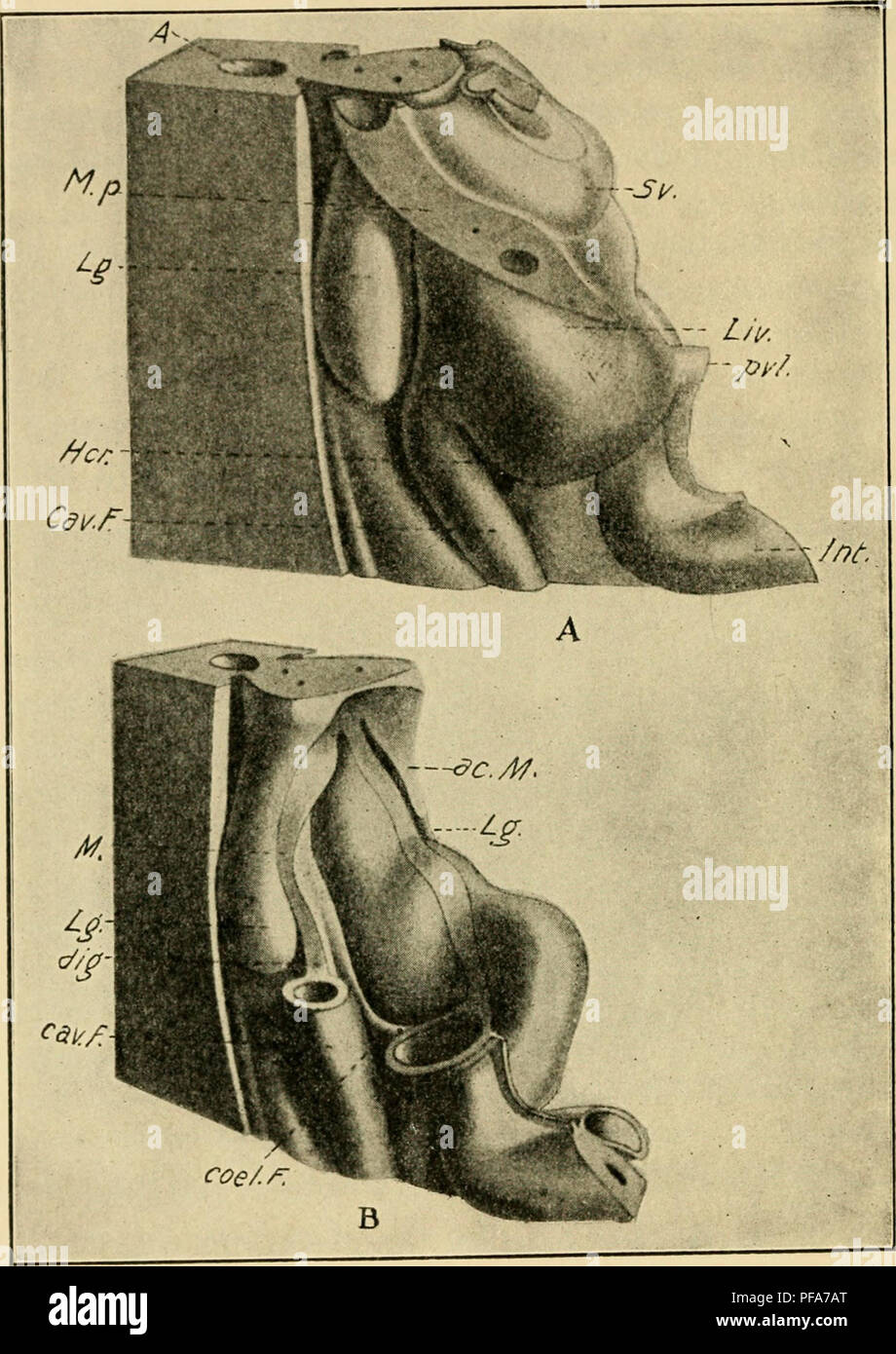 . The development of the chick : an introduction to embryology. Embryology; Chickens -- Embryos. 336 THE DEVELOPMENT OF THE CHICK. Fig. 193. — Reconstruction of the septum transversum and associated mesenteries of a chick embryo of 5 to 6 days. (After Ravn.) A. Entire. B. After removal of the hver and sinus venosus. A., Aorta, ac. M., Accessory mesentery. cav. F., Caval fold. coel. F., Cccliac fold. Her., Hiatus communis reces- sum. Int., Intestine. Lg., Lung. Liv., Liver, m. p., Pleuro- pericardial membrane, pvl., Primary ventral ligament of the liver. Sv., Sinus venosus. mesentery), uniting  Stock Photo
