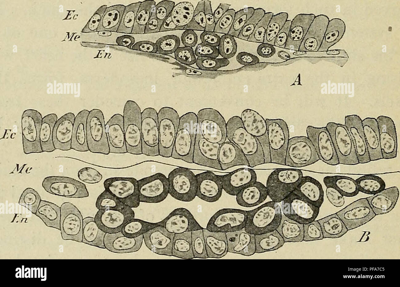 A comprehensive guide to the development of human embryos, focusing on ...