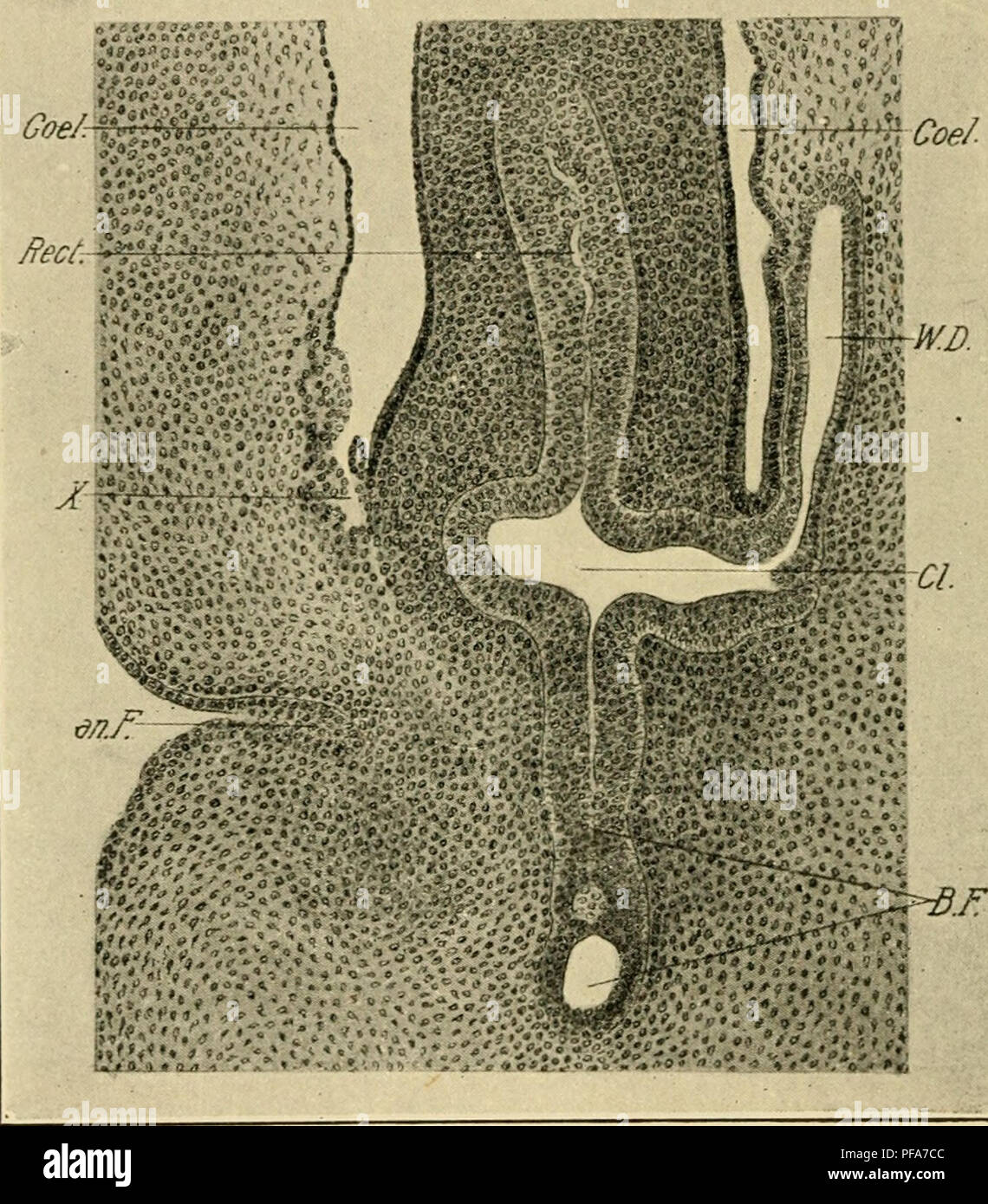 . The development of the chick : an introduction to embryology. Embryology; Chickens -- Embryos. 316 THE DEVELOPMENT OF THE CHICK cloacal membrane, is the neck of the allantois, and dorsal to this, the large intestine. Though not shown in the figure, it may be noted that the Wolffian ducts open into the cloaca behind and dorsal to the opening of the rectum. The appearance of the cloaca in a longitudinal section does not, however, give an adequate idea of its form. The anterior portion of the cloaca which receives the rectum, stalk of the allantois and Wolffian ducts is expanded considerably in Stock Photo