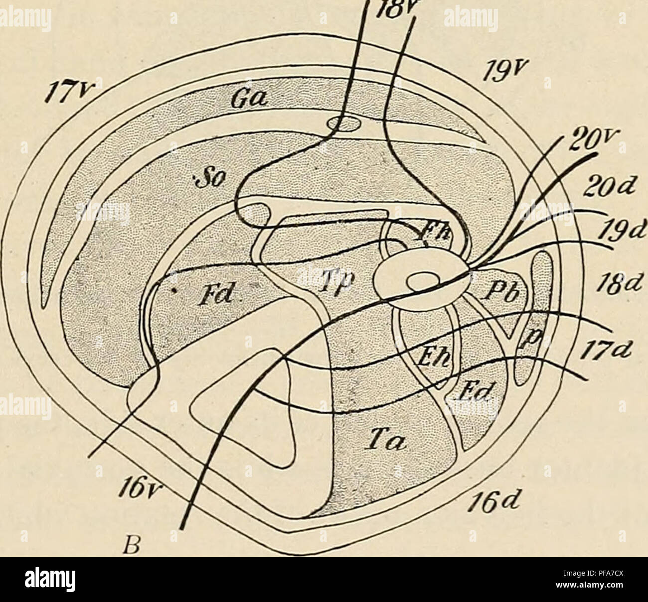This manual on human embryology illustrates the early development of ...
